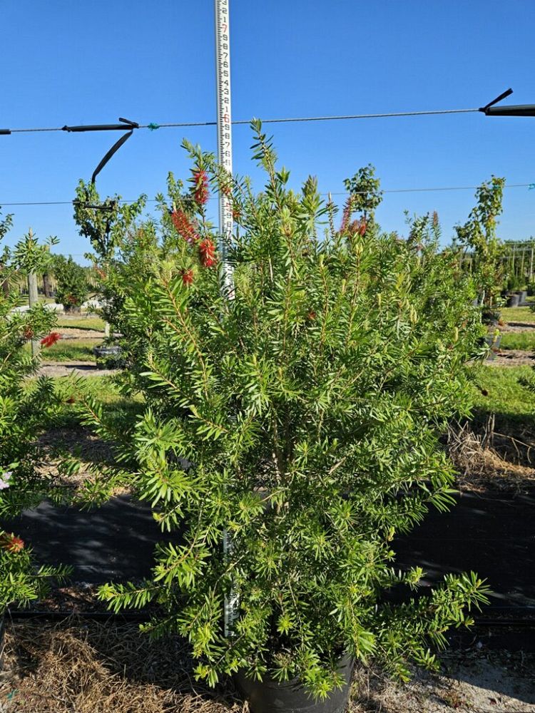 callistemon-bottlebrush