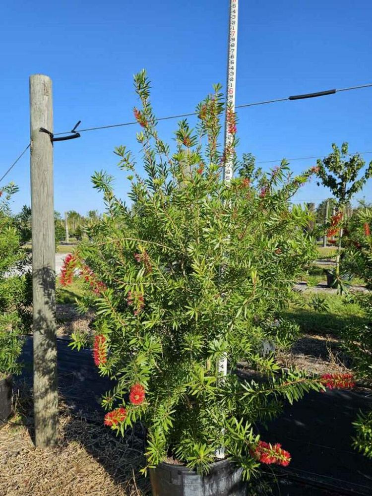 callistemon-bottlebrush