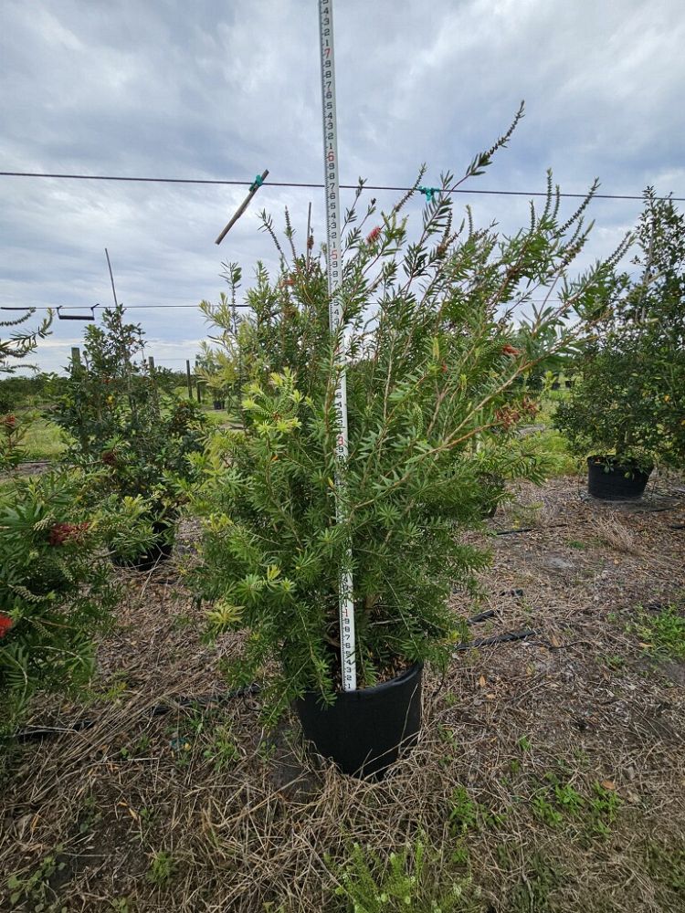callistemon-bottlebrush