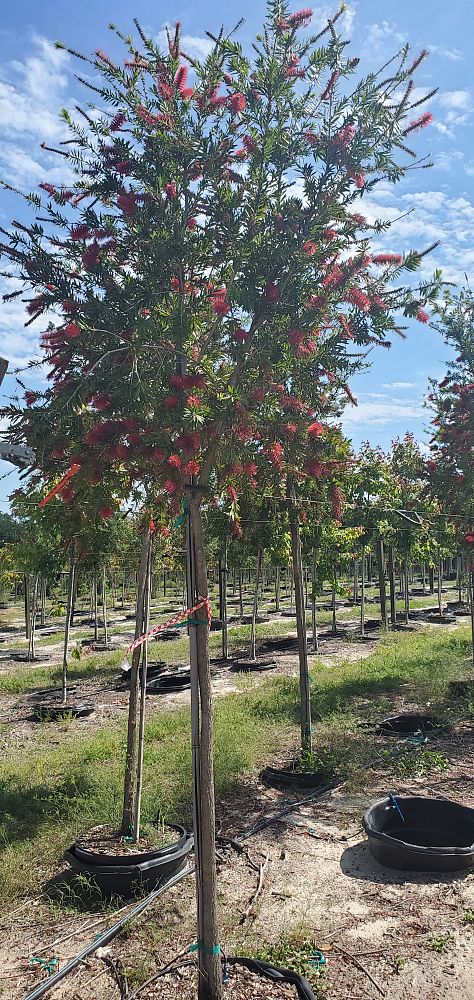 callistemon-bottlebrush