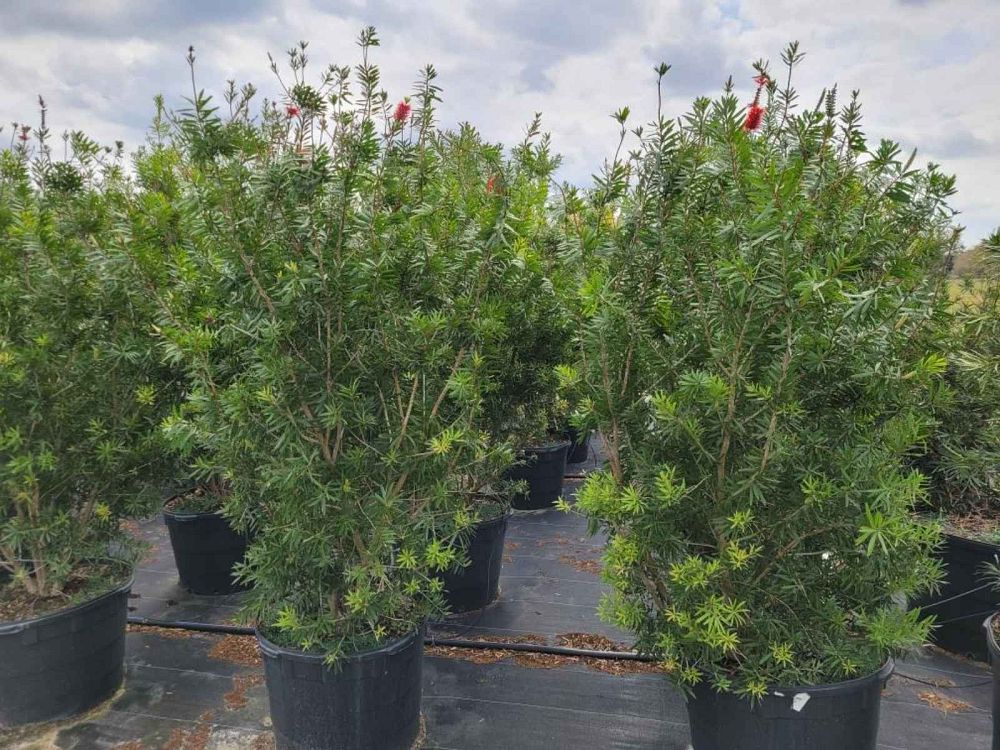 callistemon-bottlebrush