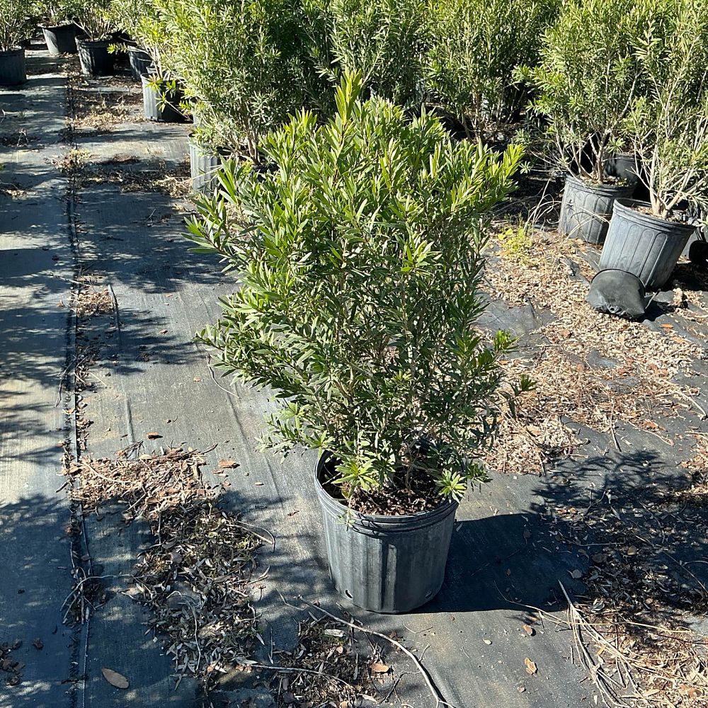 callistemon-bottlebrush