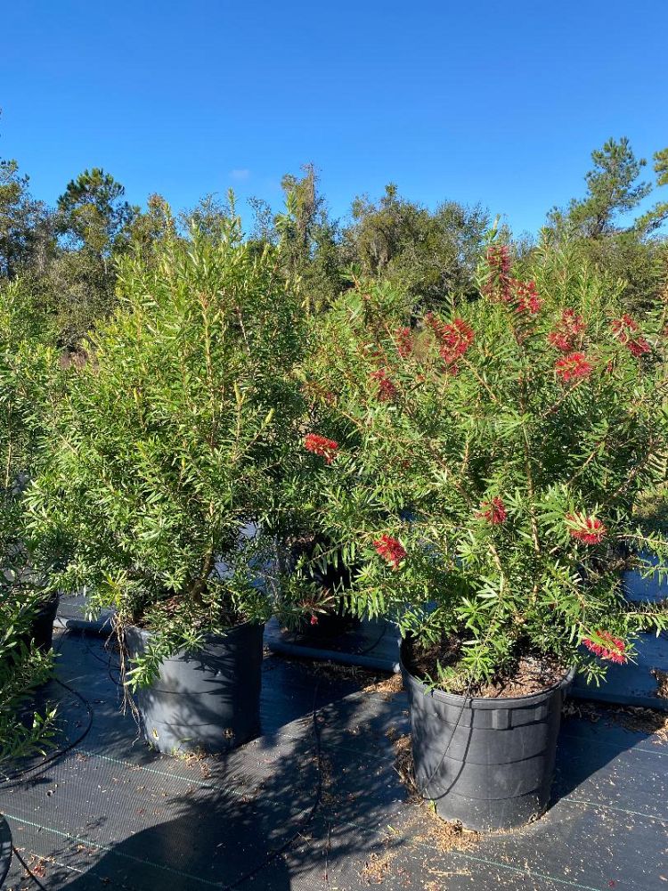callistemon-bottlebrush