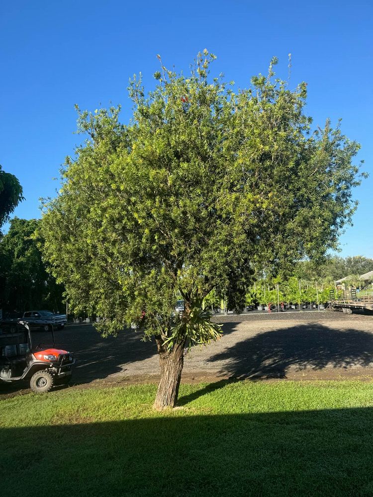 callistemon-bottlebrush