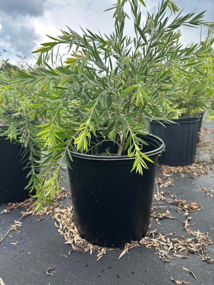 callistemon-bottlebrush