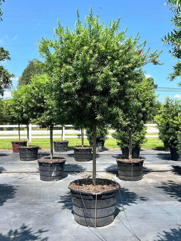 callistemon-bottlebrush