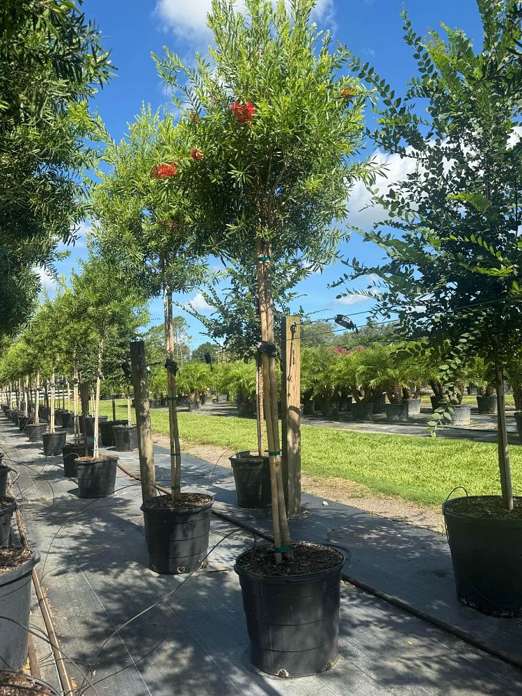 callistemon-bottlebrush
