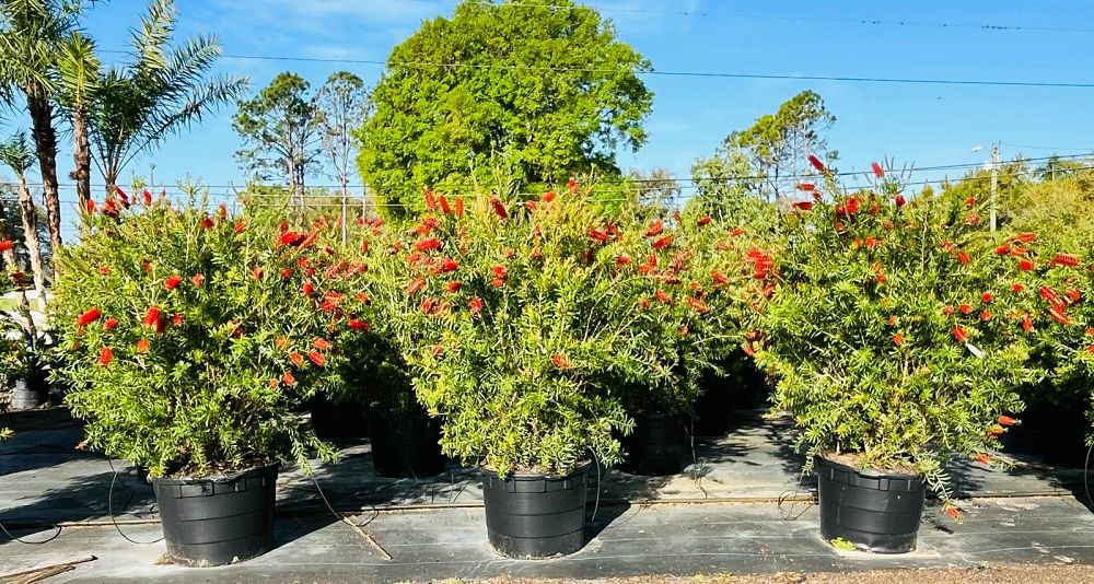 callistemon-bottlebrush
