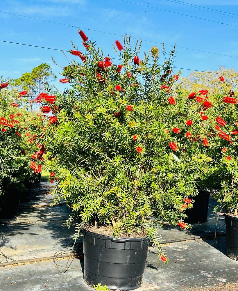 callistemon-bottlebrush