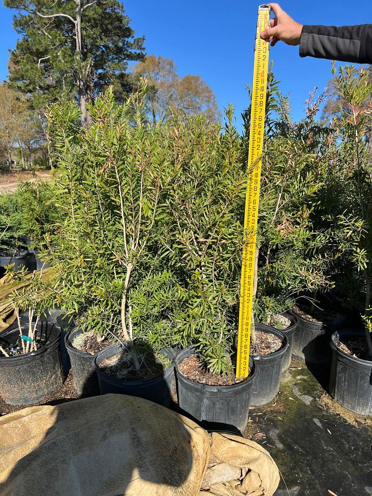 callistemon-bottlebrush