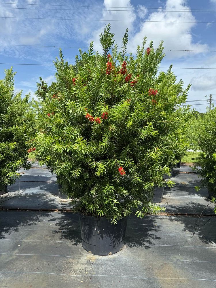 callistemon-bottlebrush