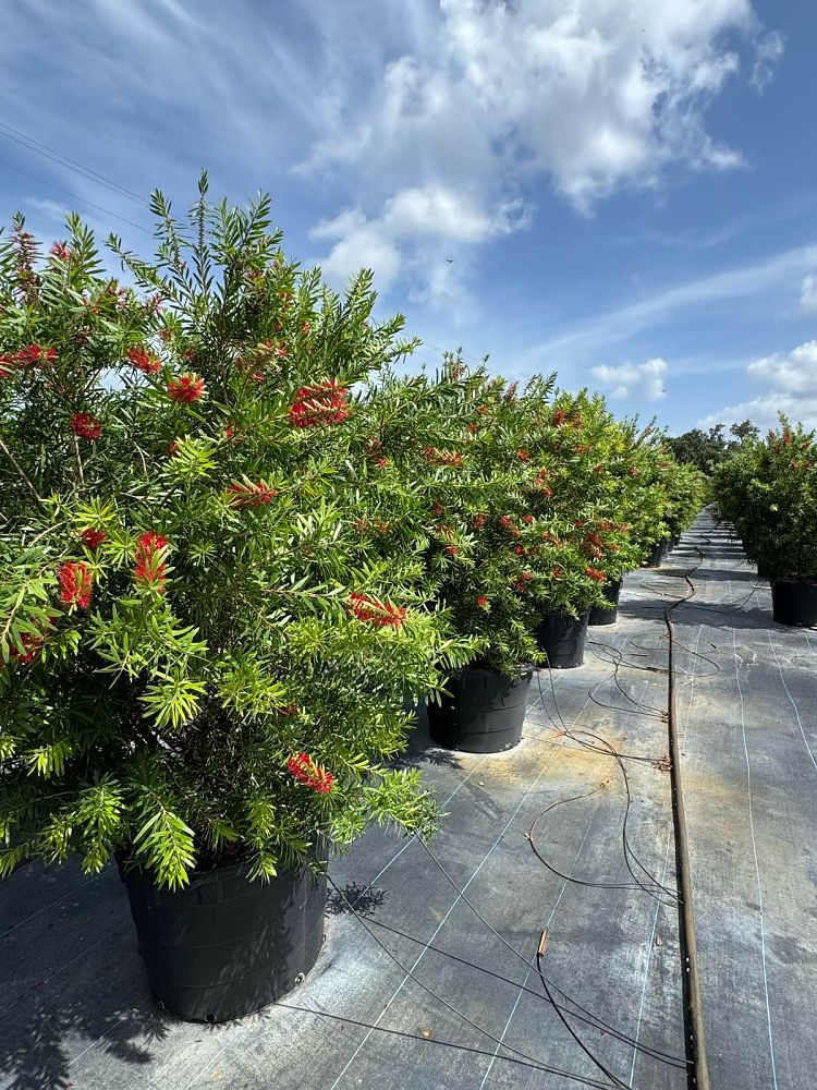 callistemon-bottlebrush