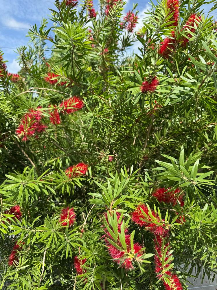 callistemon-bottlebrush