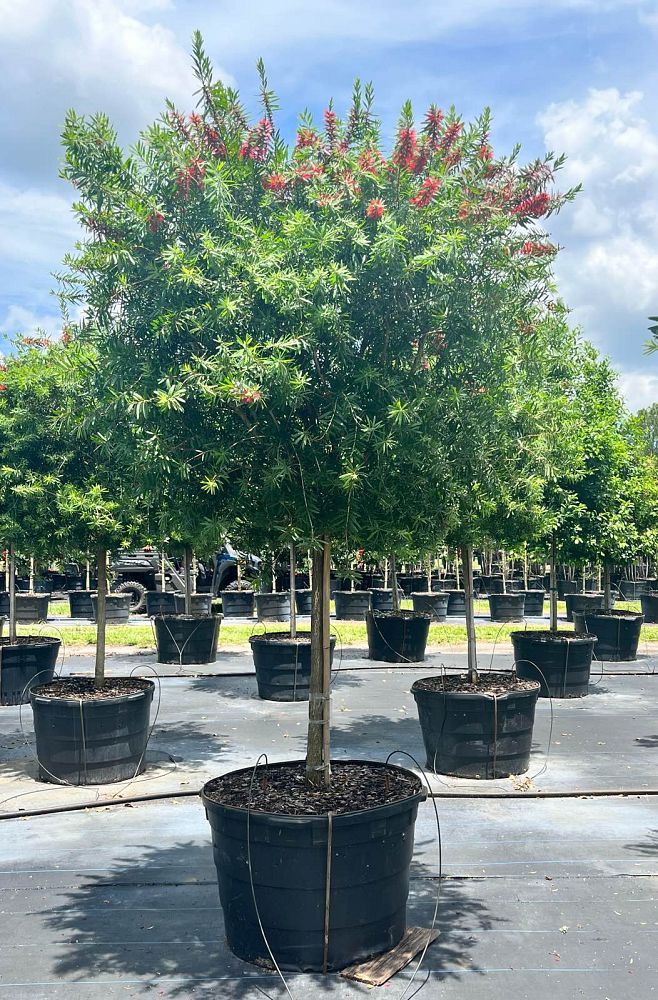 callistemon-bottlebrush