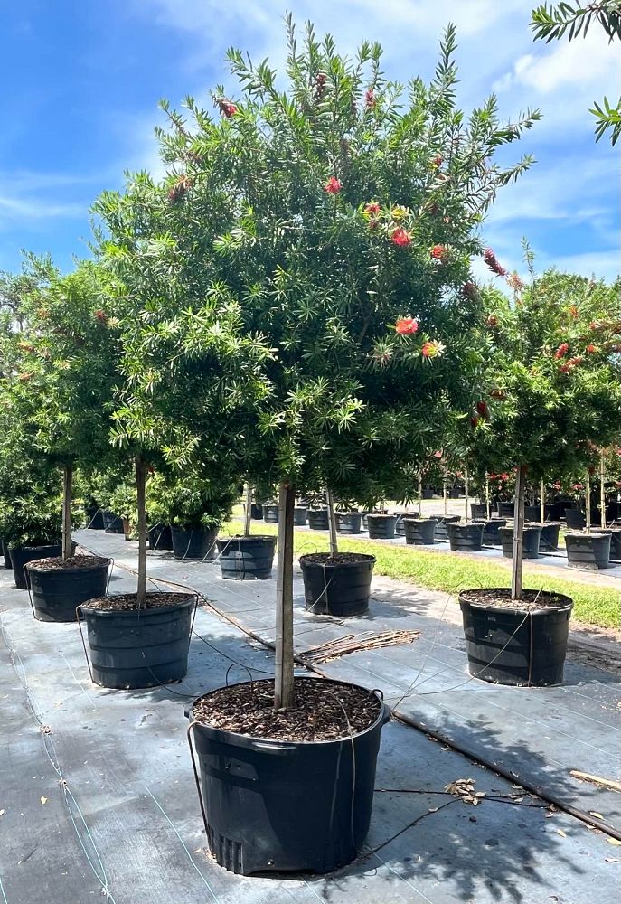 callistemon-bottlebrush