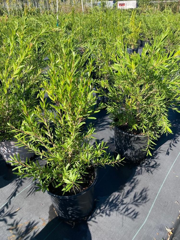 callistemon-bottlebrush