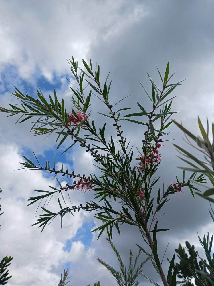 callistemon-bottlebrush