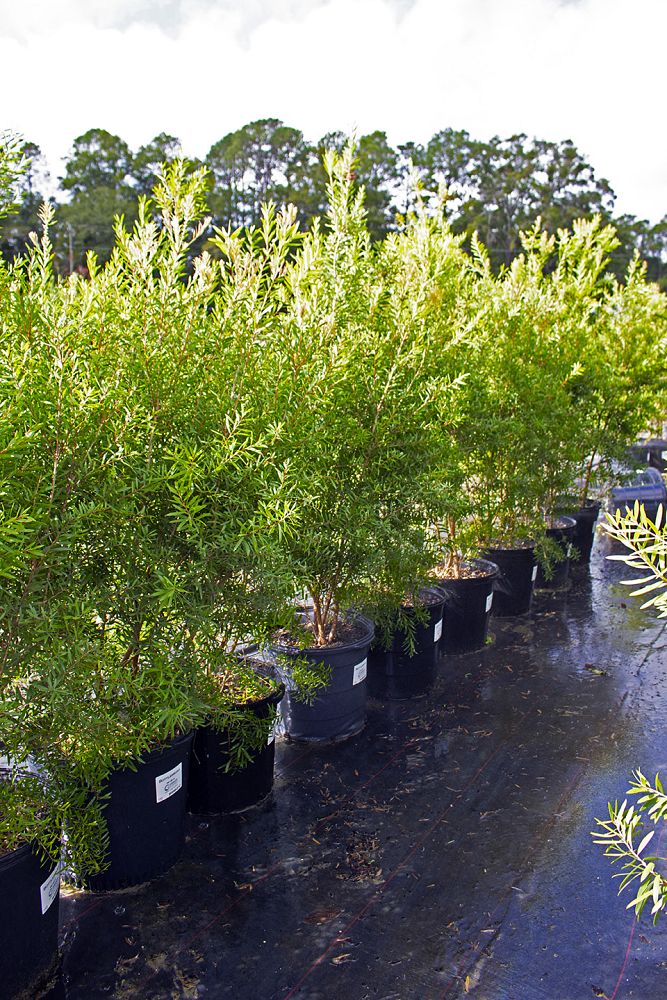 callistemon-bottlebrush