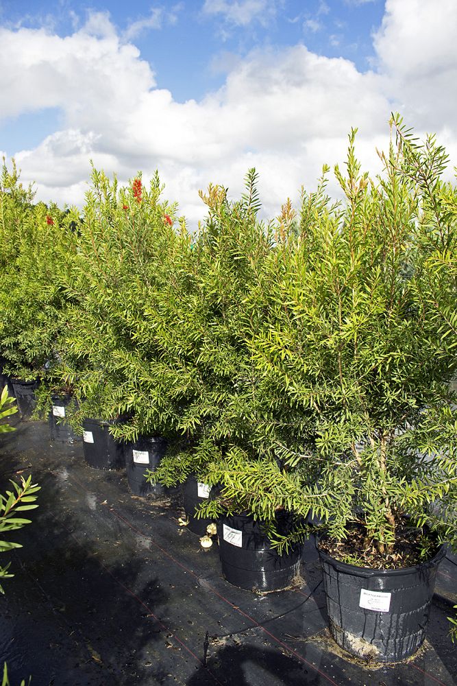 callistemon-bottlebrush