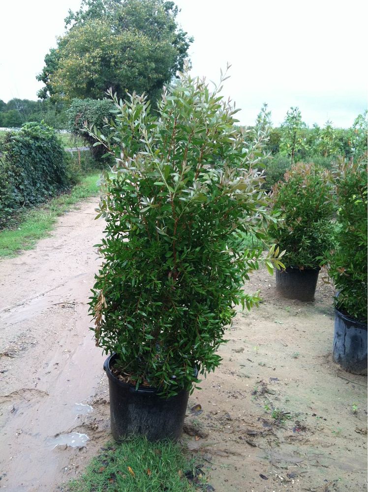callistemon-citrinus-bottlebrush