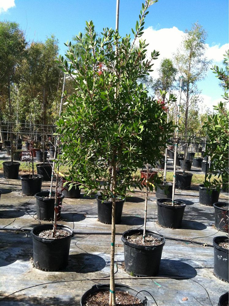 callistemon-citrinus-bottlebrush