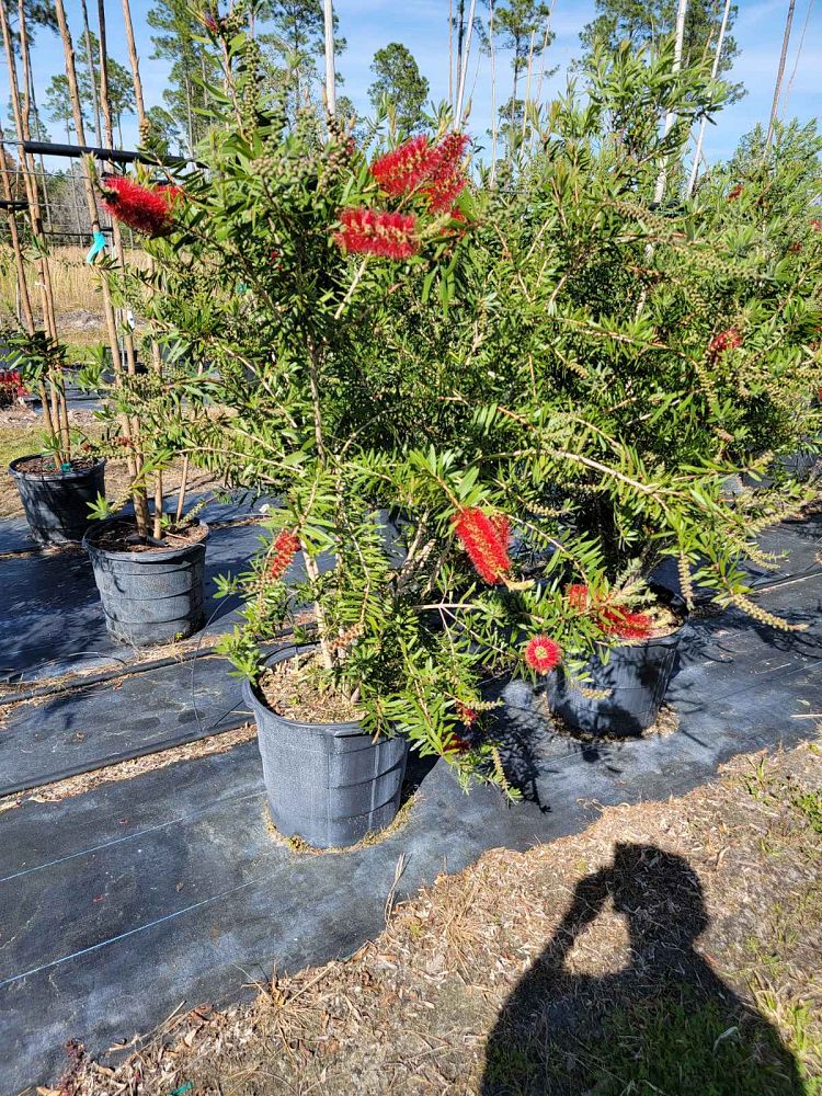 callistemon-citrinus-red-clusters-crimson-bottlebrush-lemon-bottlebrush