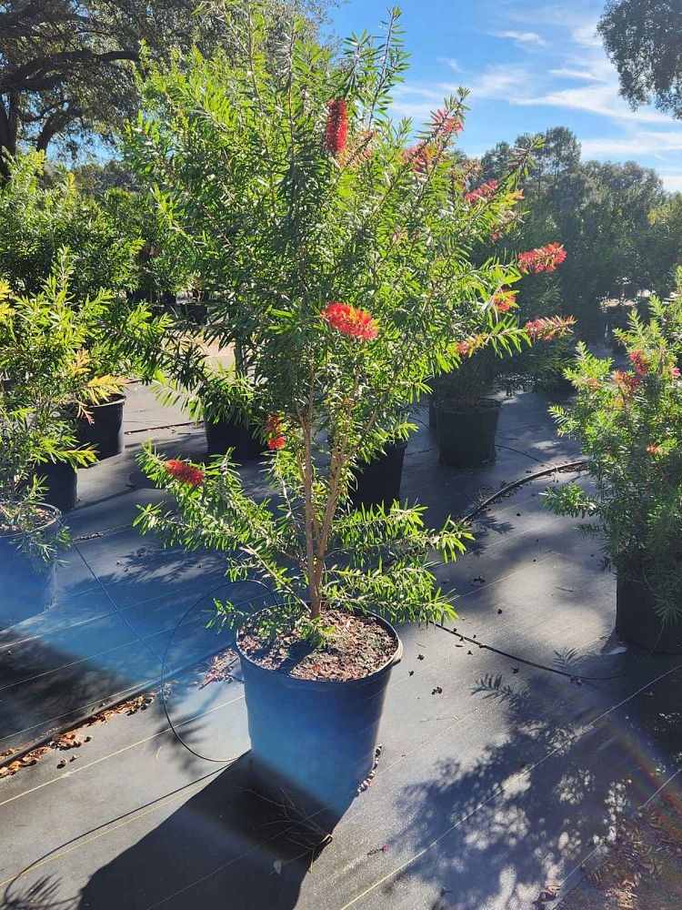 callistemon-citrinus-red-clusters-crimson-bottlebrush-lemon-bottlebrush