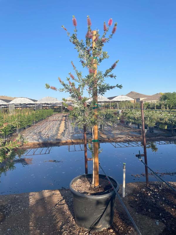 callistemon-citrinus-red-clusters-crimson-bottlebrush-lemon-bottlebrush