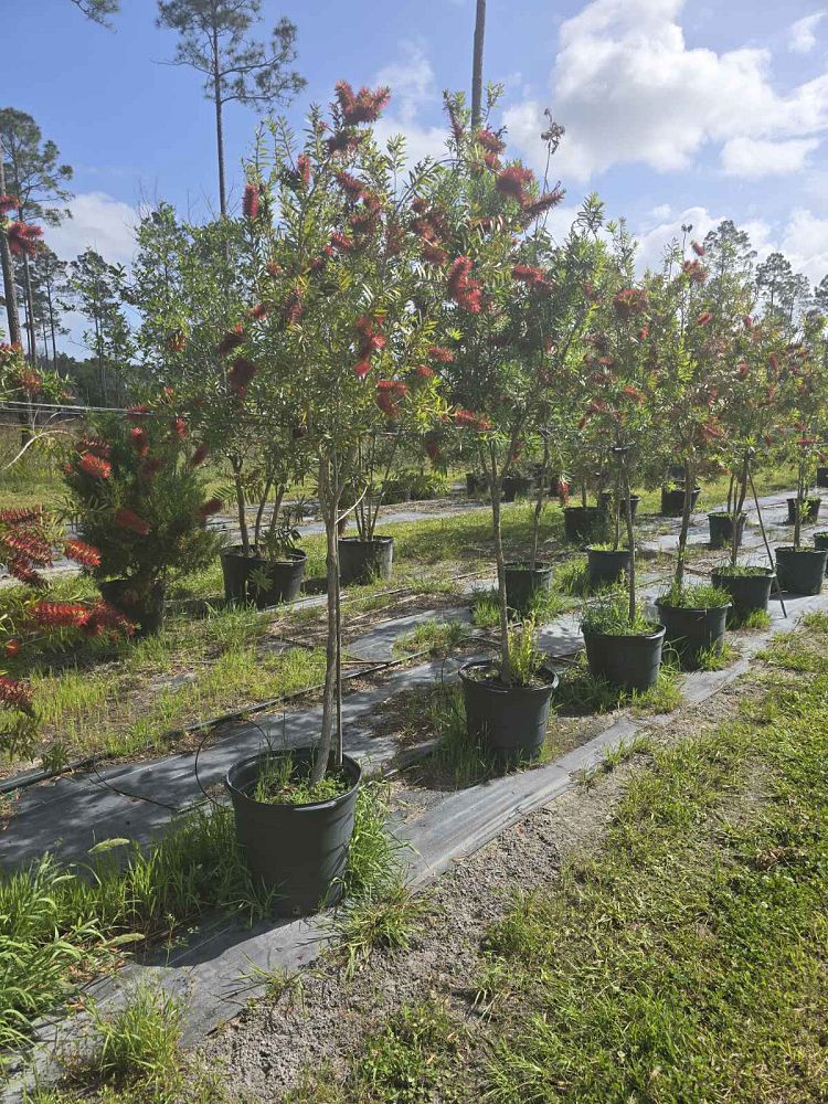 callistemon-citrinus-red-clusters-crimson-bottlebrush-lemon-bottlebrush