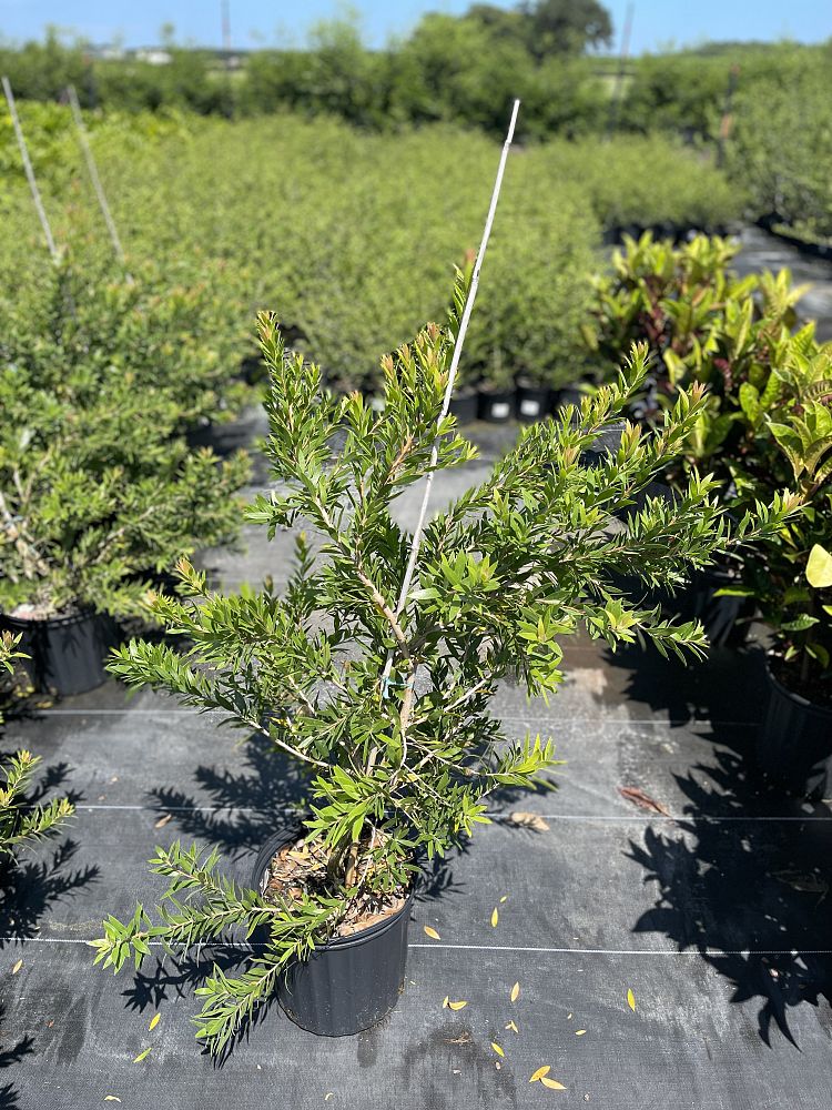 callistemon-red-alert-bottlebrush