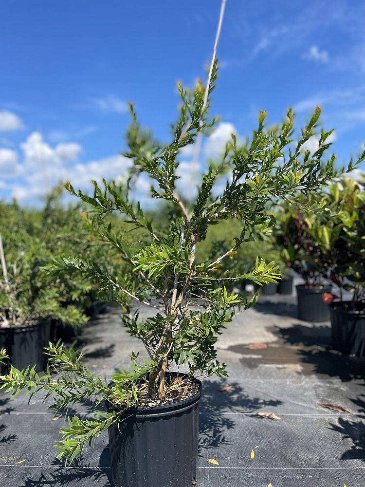 callistemon-red-alert-bottlebrush