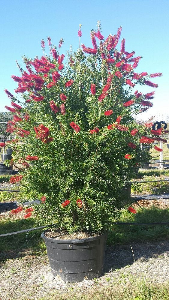 15 Gallon Bottle Brush Tree Best Pictures and Decription