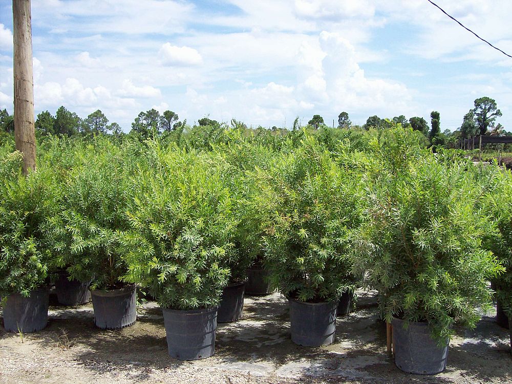 callistemon-red-cluster-bottlebrush