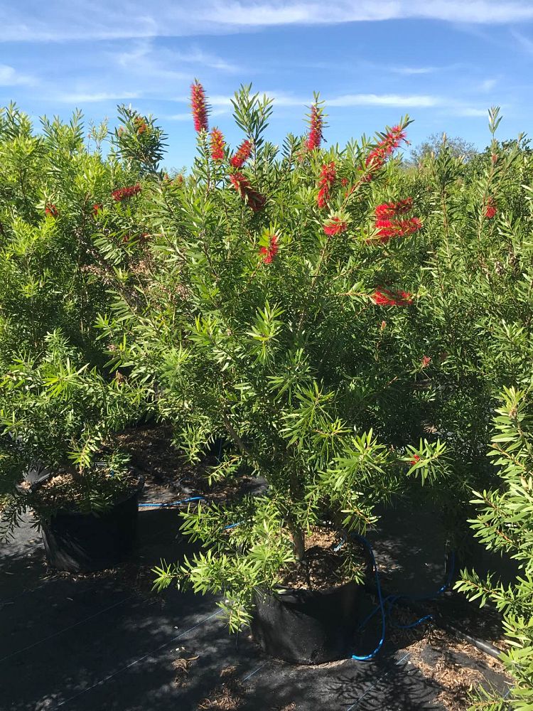 callistemon-red-cluster-bottlebrush