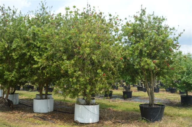 callistemon-red-cluster-bottlebrush