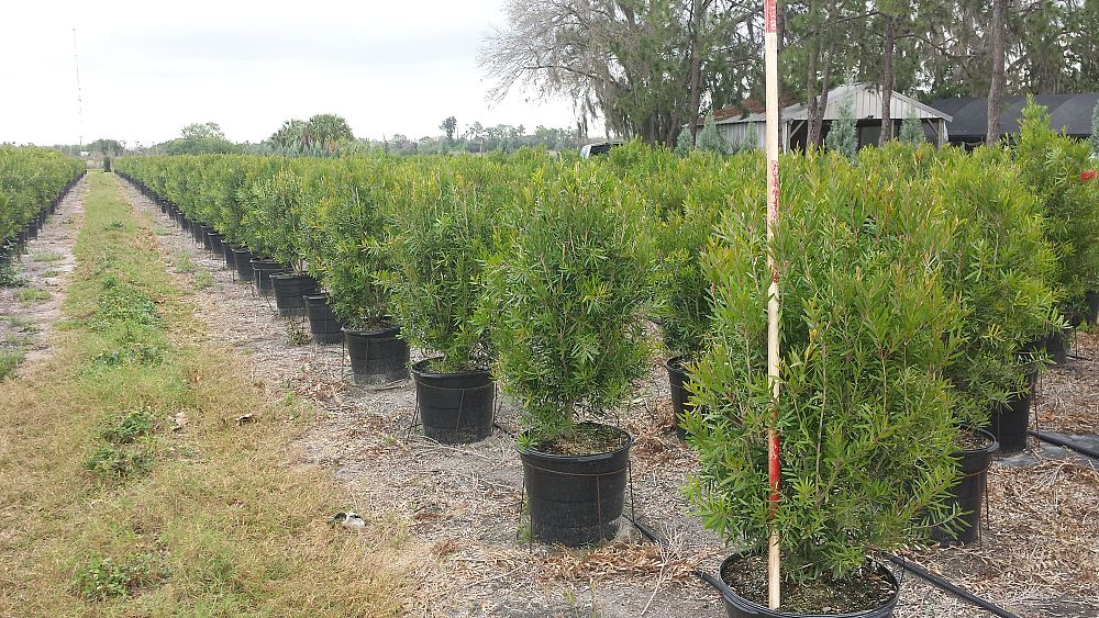 callistemon-red-cluster-bottlebrush