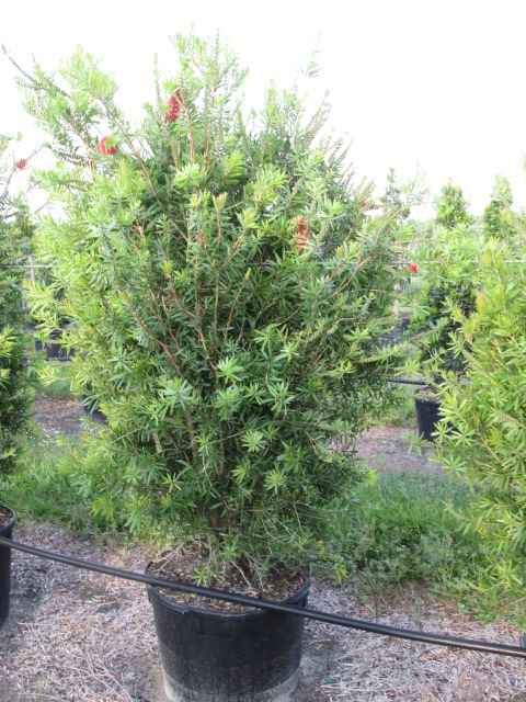 callistemon-red-cluster-bottlebrush
