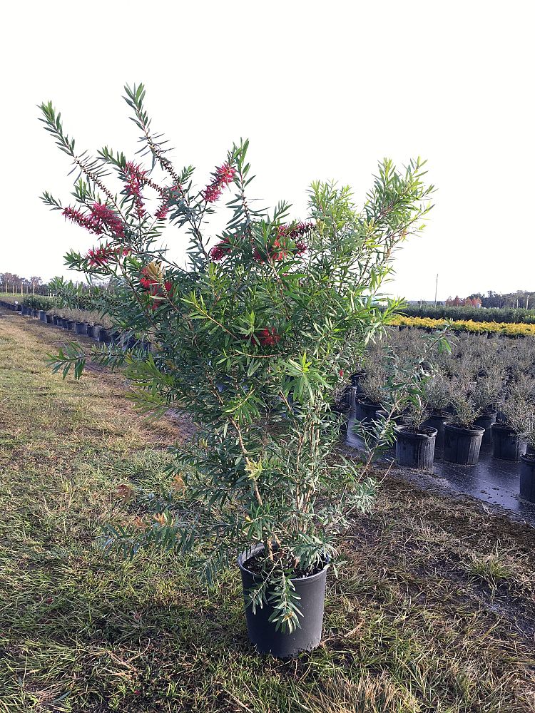 callistemon-red-cluster-bottlebrush
