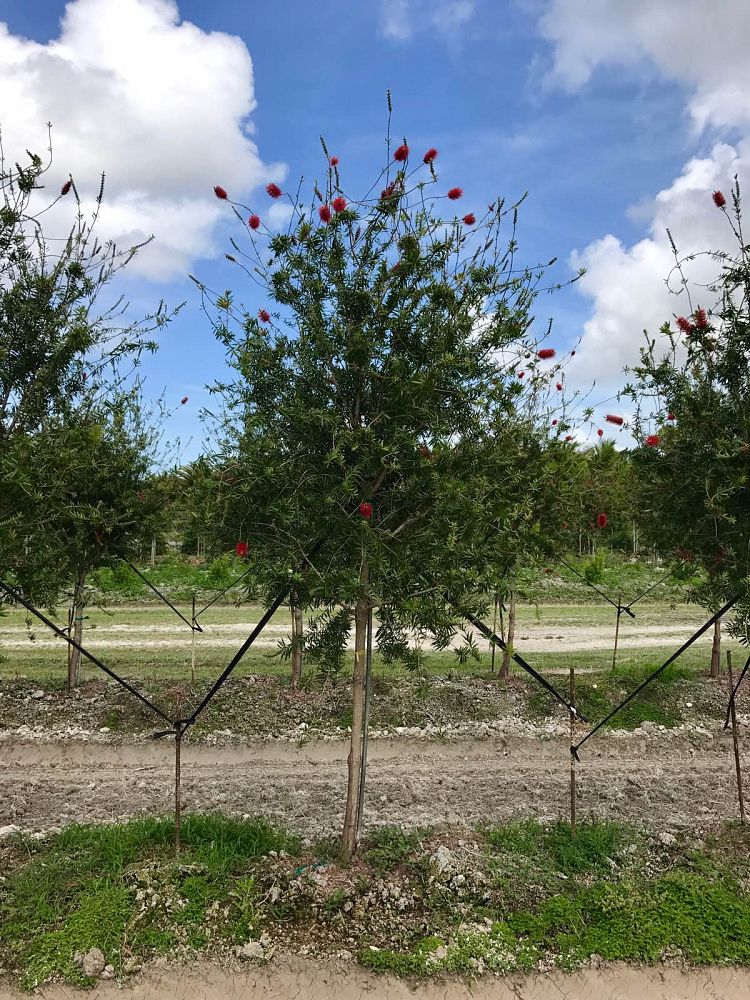 callistemon-red-cluster-bottlebrush