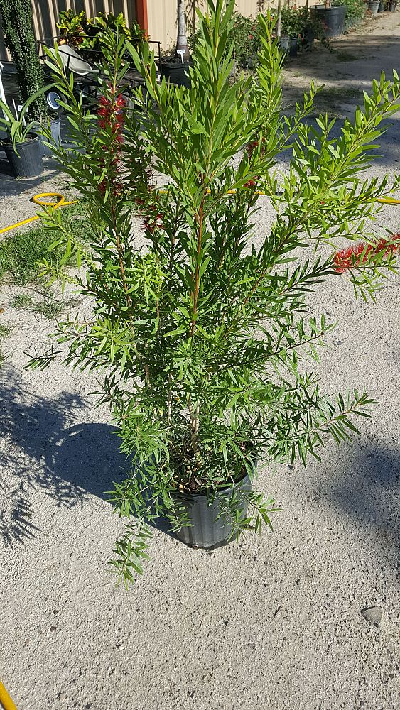 callistemon-red-cluster-bottlebrush