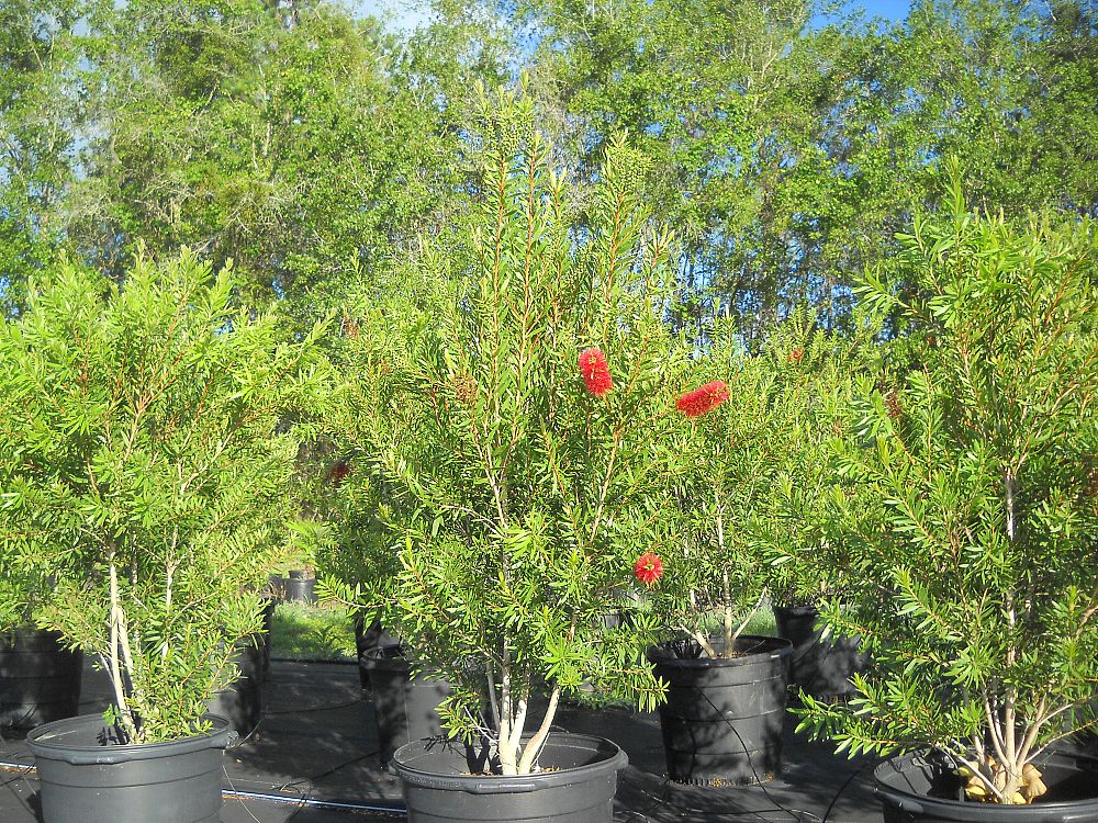 callistemon-red-cluster-bottlebrush