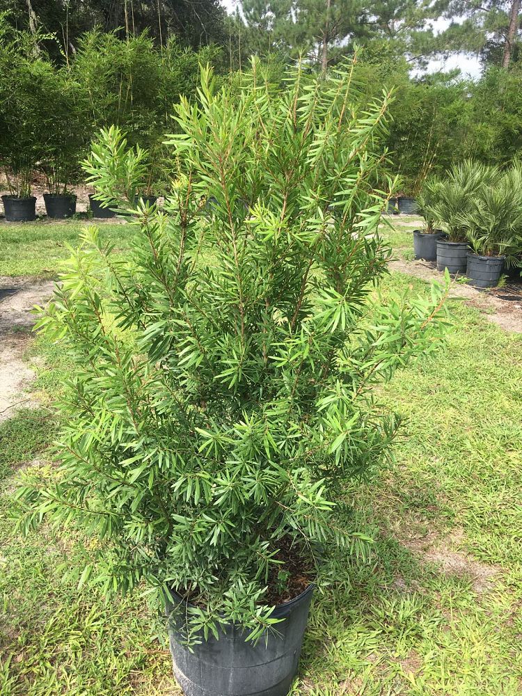 callistemon-red-cluster-bottlebrush