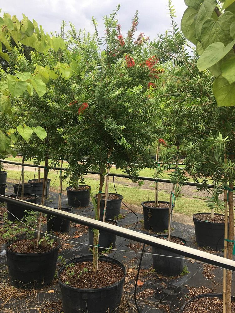 callistemon-red-cluster-bottlebrush