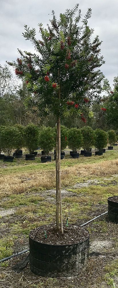 callistemon-red-cluster-bottlebrush