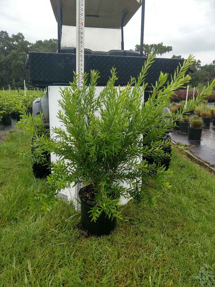 callistemon-red-cluster-bottlebrush