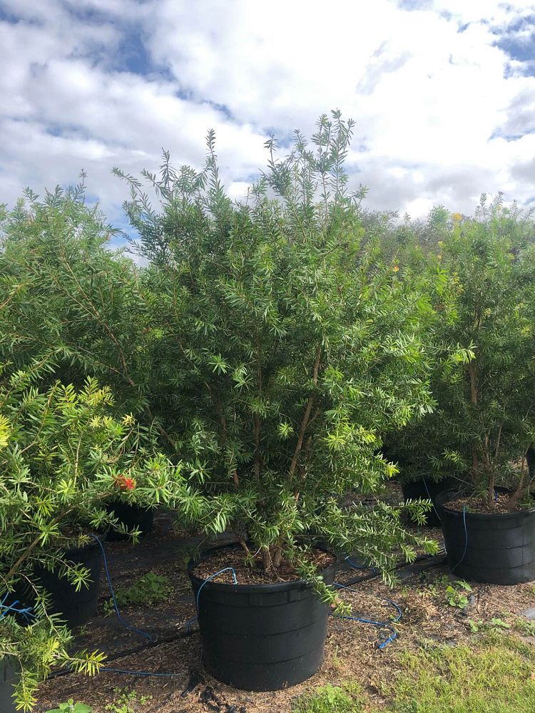 callistemon-red-cluster-bottlebrush