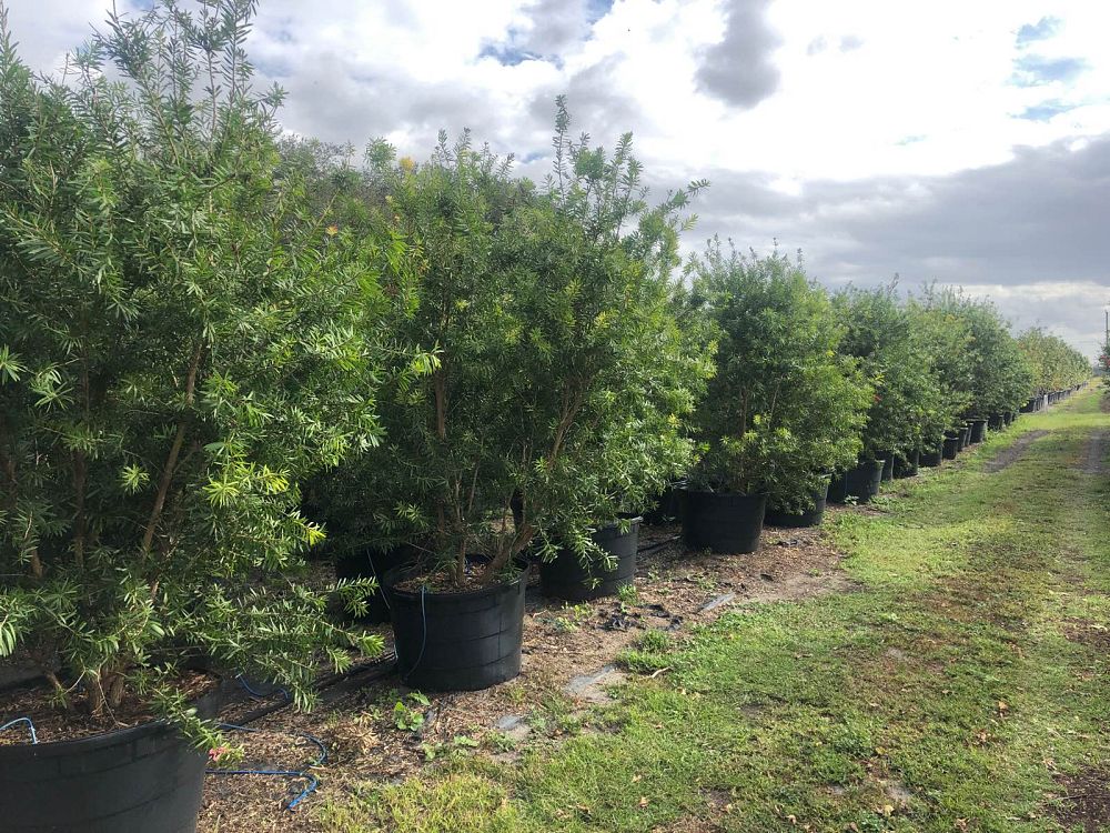 callistemon-red-cluster-bottlebrush