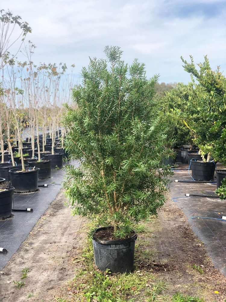 callistemon-red-cluster-bottlebrush