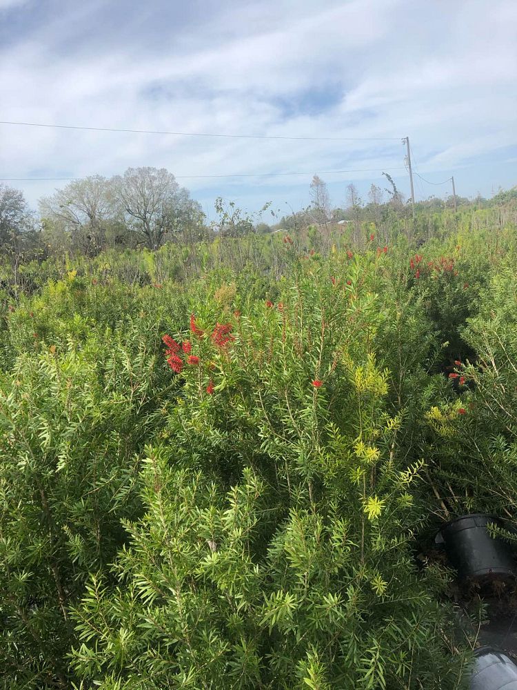 callistemon-red-cluster-bottlebrush