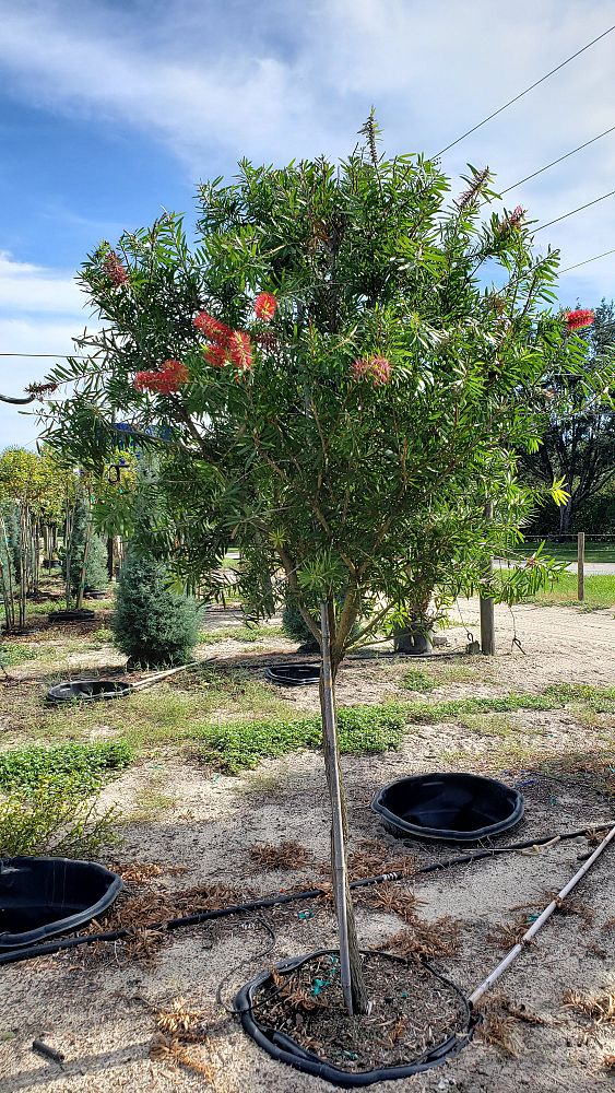 callistemon-red-cluster-bottlebrush